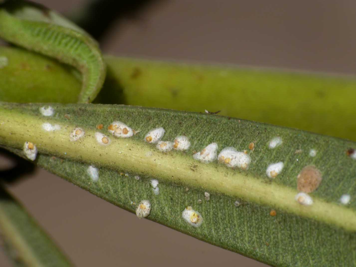 Larva di Syrphide che mangia afidi